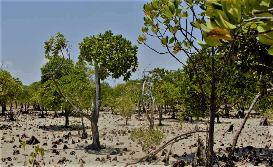 Salines traditionnelles