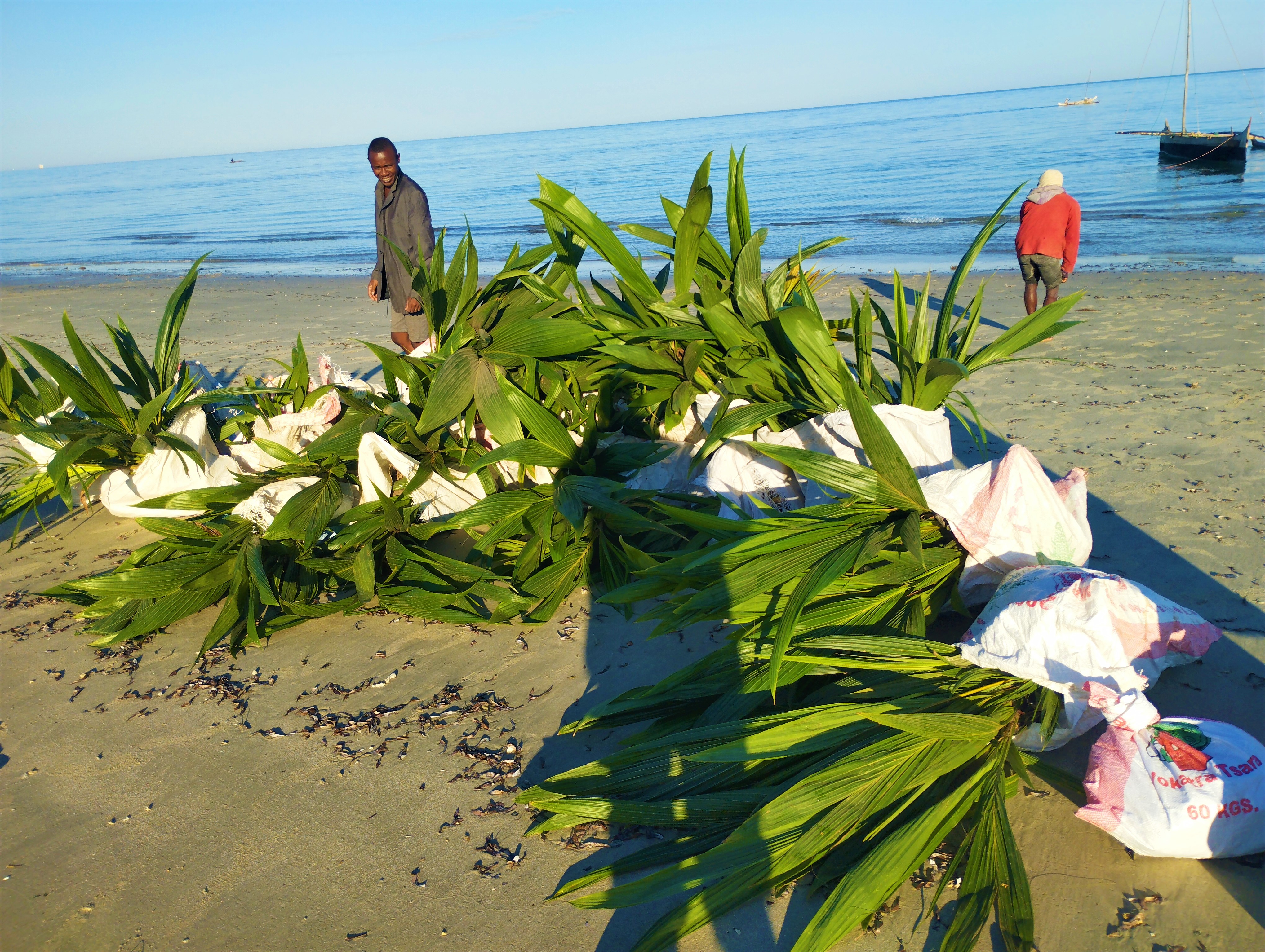 Pépinière de cocotiers